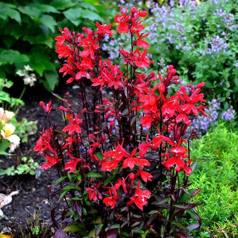 How to Care for Black Truffle Red Cardinal Lobelia