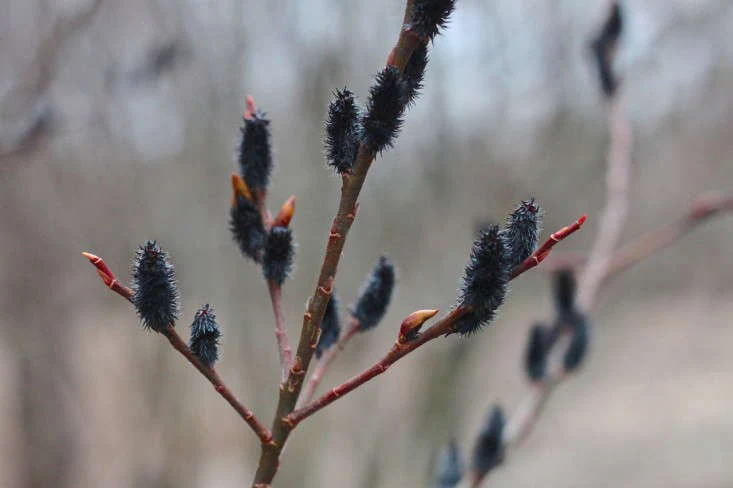 How to Care for Black Willow (Salix nigra)