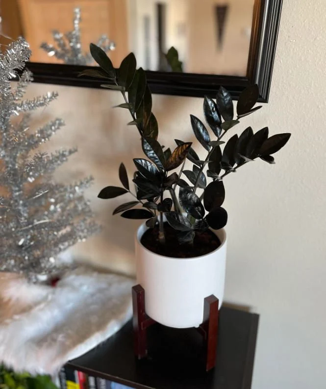 How to Care for Black ZZ Plant (Zamioculcas zamiifolia ‘Raven’)