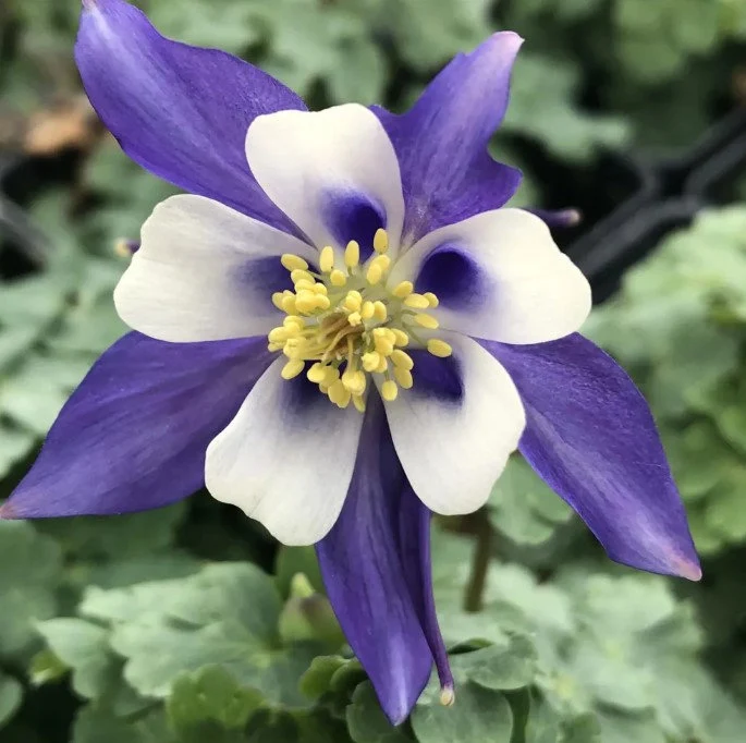 How to Care for Blue and White Columbine (Aquilegia caerulea)