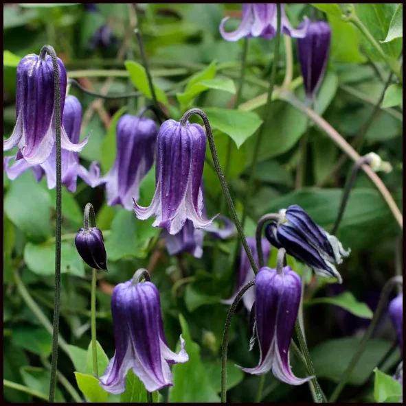 How to Care for Blue Bells Clematis