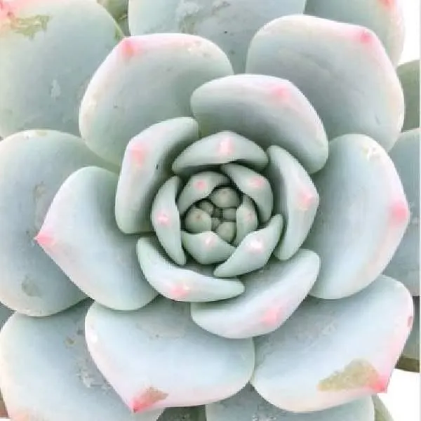 How to Care for Blue Bird Echeveria