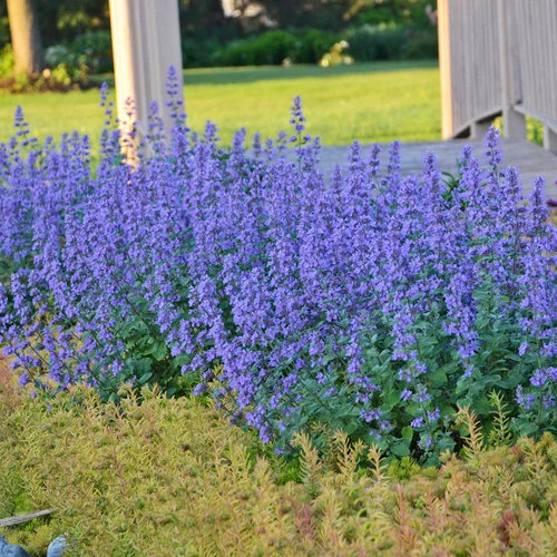 How to Care for Blue Catmint – A Comprehensive Guide