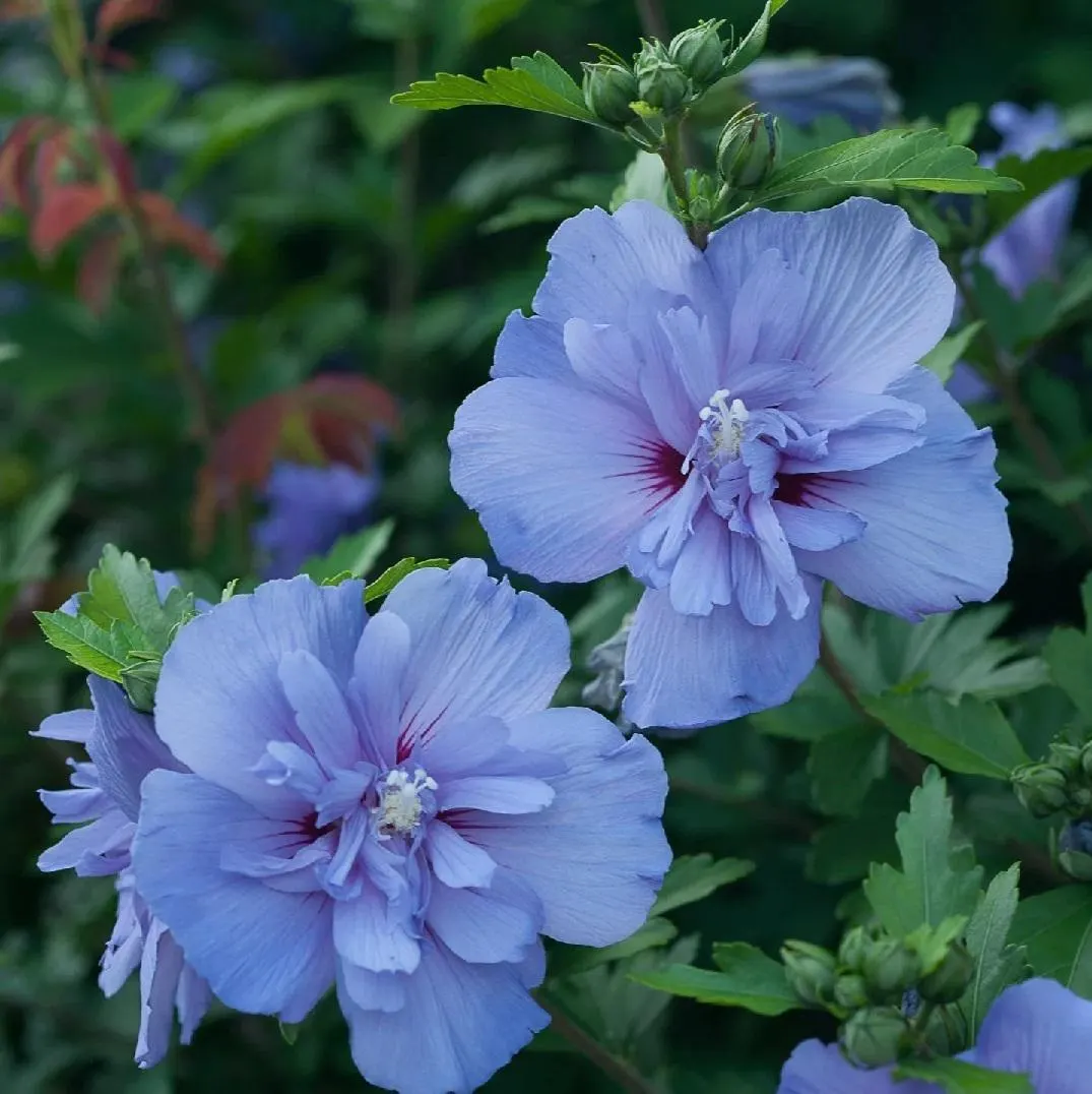 How to Care for Blue Chiffon Hibiscus – A Comprehensive Guide