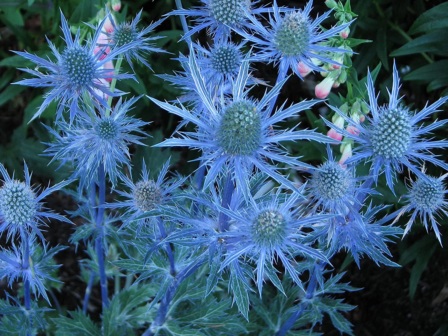 How to Care for Blue Sea Holly (Eryngium planum)