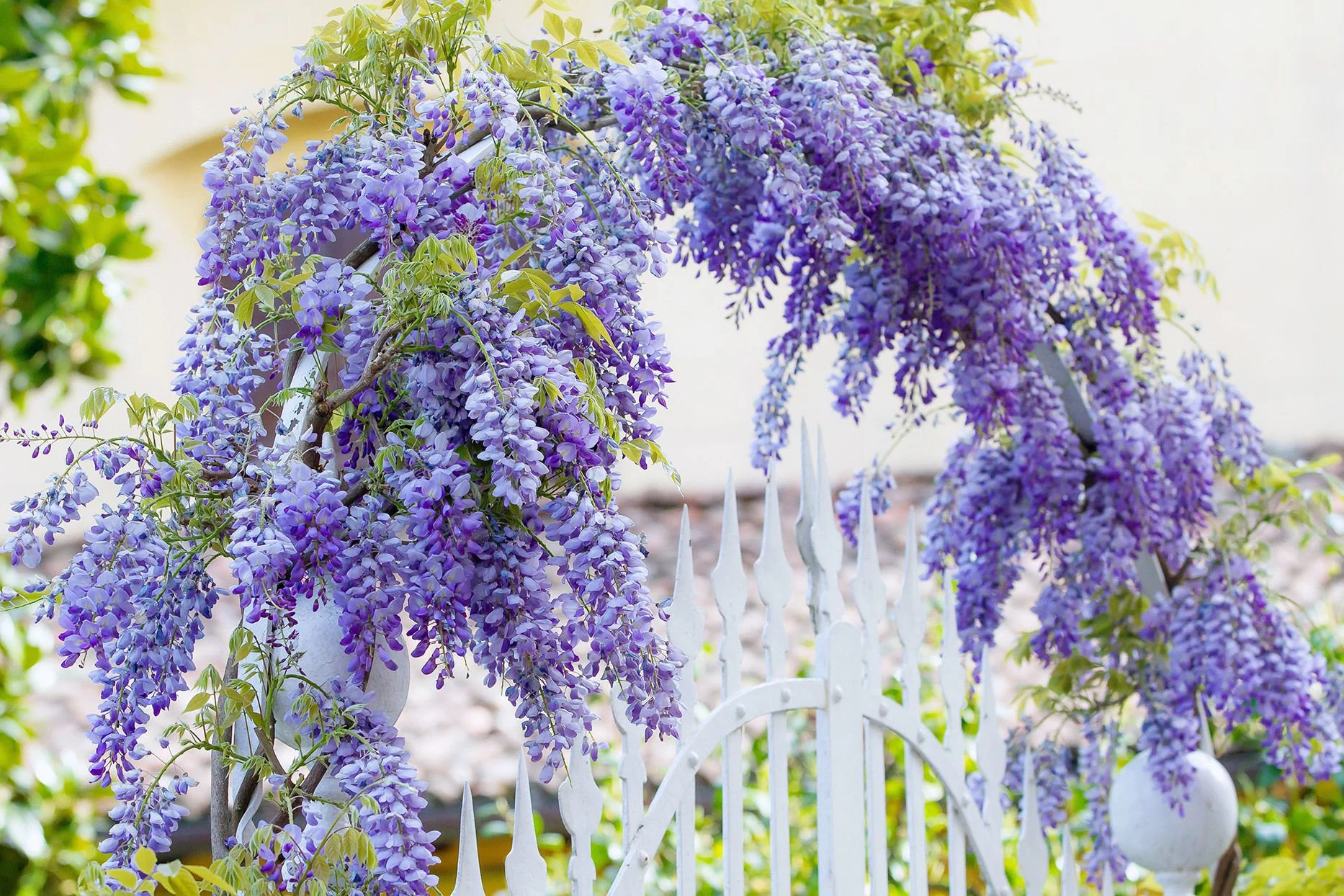 How to Care for a Blue Wisteria Tree (Wisteria sinensis)