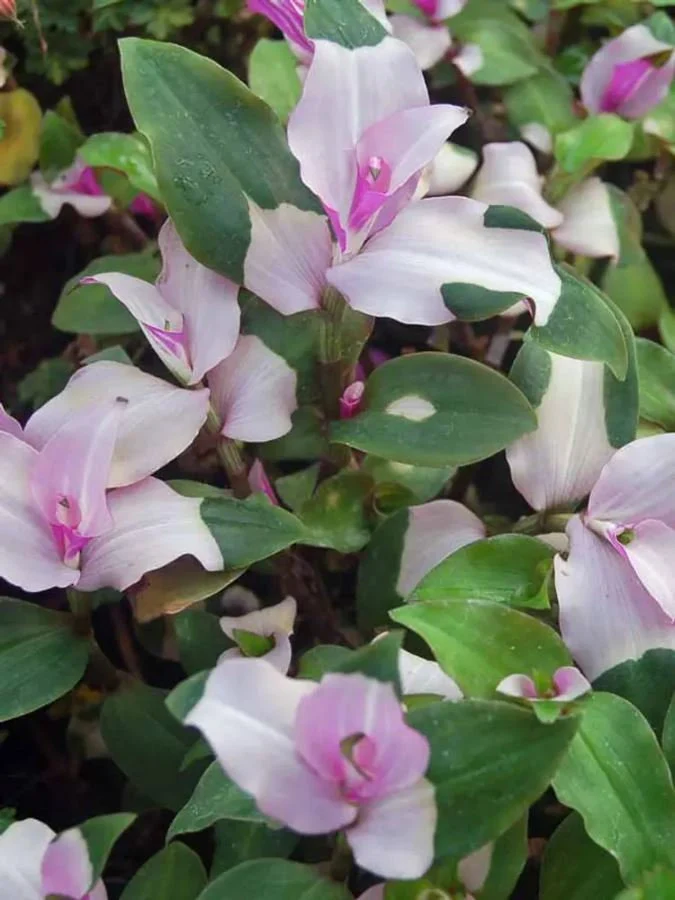 How to Care for Blushing Bride Tradescantia (Tradescantia albiflora)