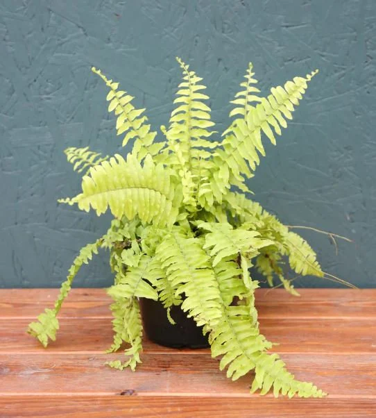 Guide to the Boston Fern (Nephrolepis exaltata)