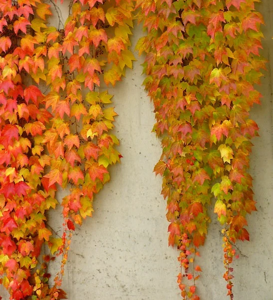 How to Care for Boston Ivy