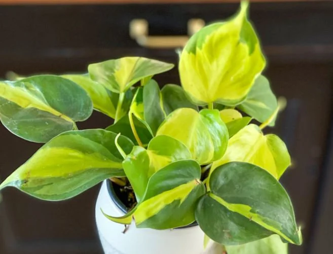 Caring for the Brazil Philodendron