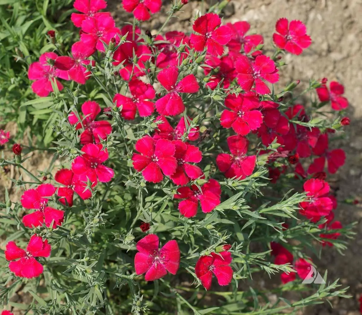 How to Care for Brilliant Red Dianthus