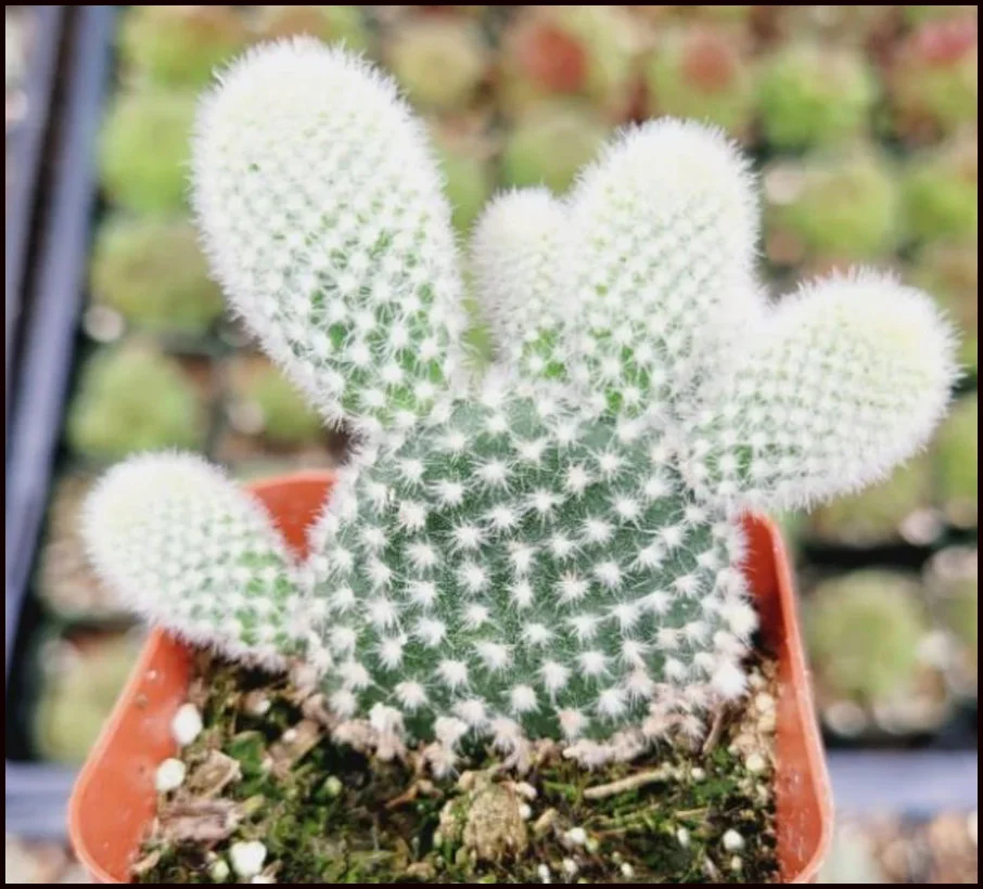 Guide to Bunny Ear Cactus