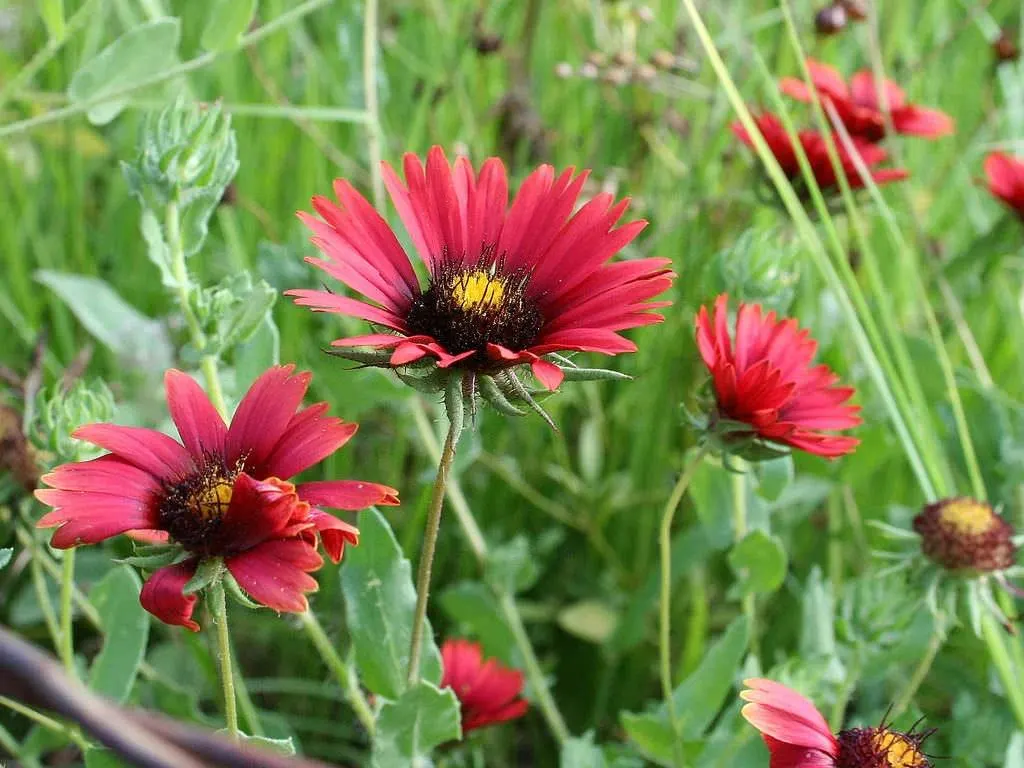 Guide to Burgundy Gaillardia (Gaillardia x grandiflora ‘Burgundy’)