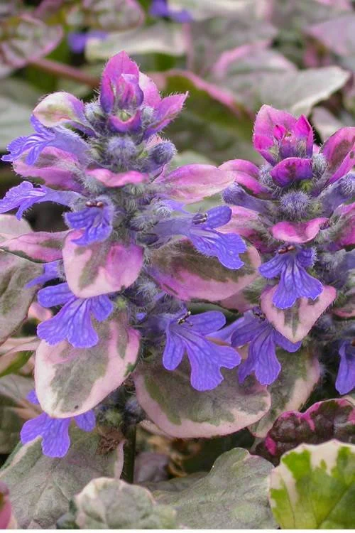 How to Care for Burgundy Glow Ajuga