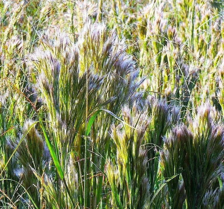 Care Guide to Bushy Bluestem Grass