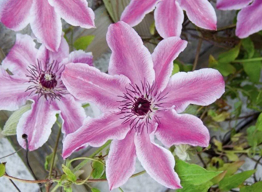 Care Guide to Carnaby Clematis