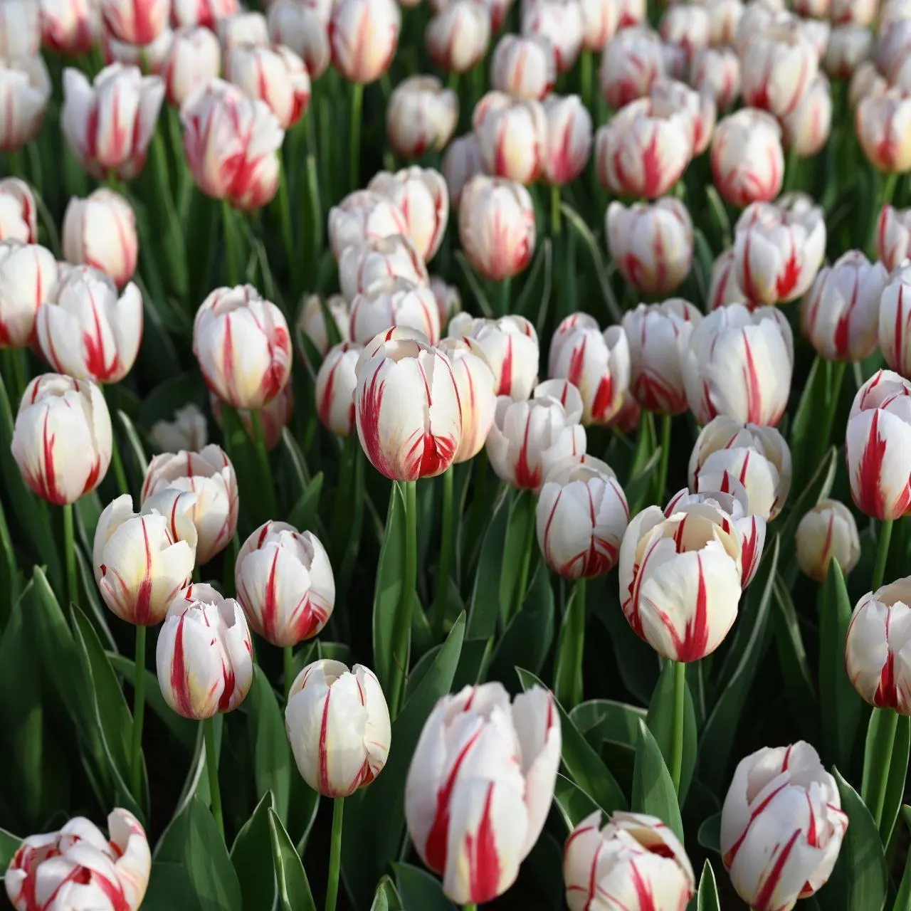 Care Guide to Carnival de Rio Tulip