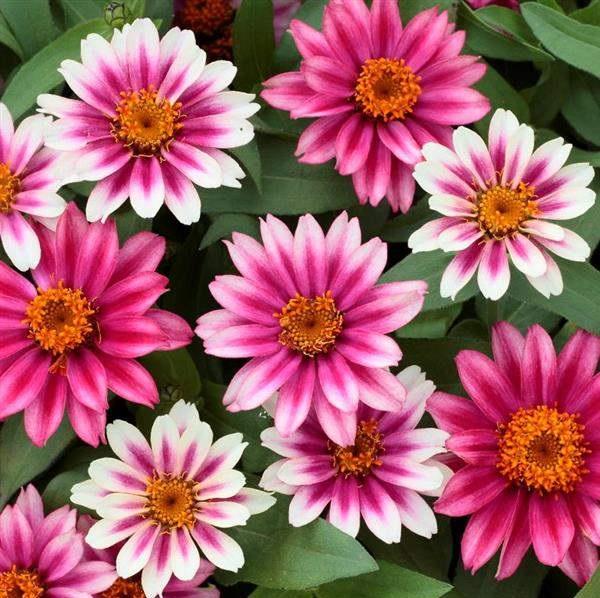 Care Guide to Cherry BiColor Zinnia