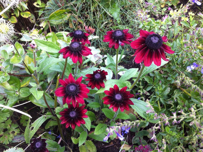 Cherry Brandy Rudbeckia Care Guide