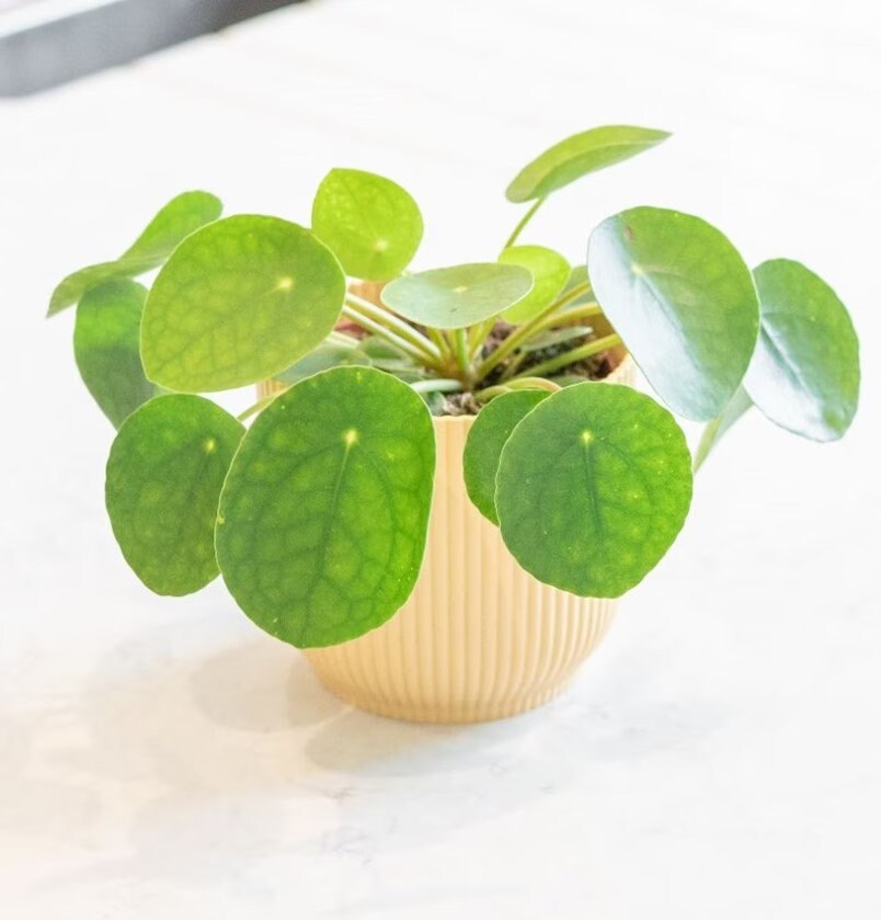 Chinese Money Plant (Pilea Peperomioides) Care Guide