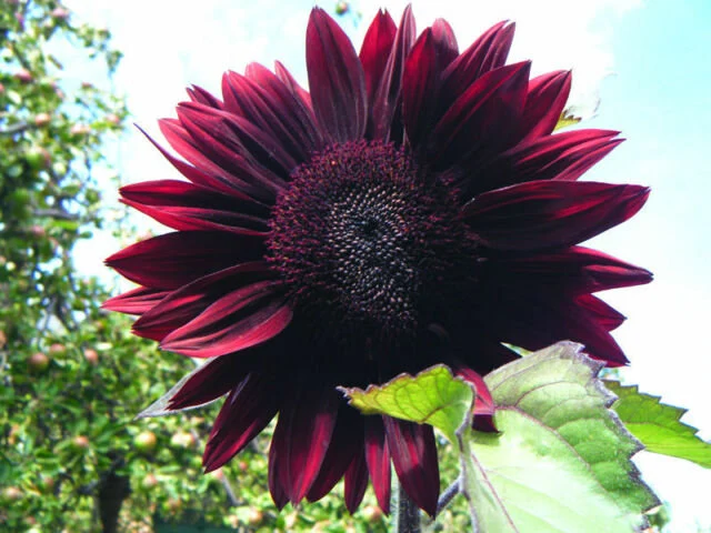 Chocolate Cherry Sunflower (Helianthus annuus) Care Guide