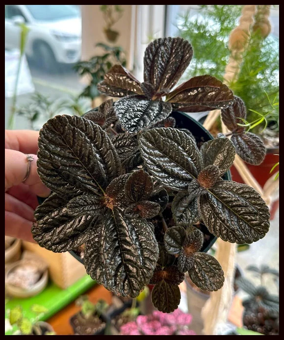 Care Guide for Chocolate Pilea (Pilea involucrata)