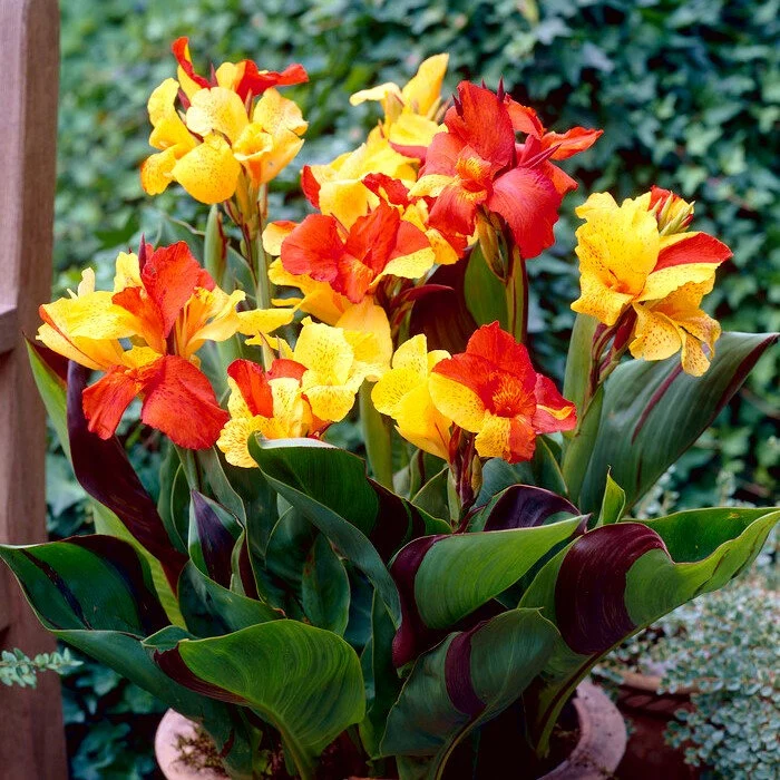 Care Guide for Cleopatra Canna Lily (Canna indica ‘Cleopatra’)