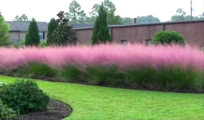 Care Guide for Cloud Nine Grass (Miscanthus sinensis ‘Cloud Nine’)