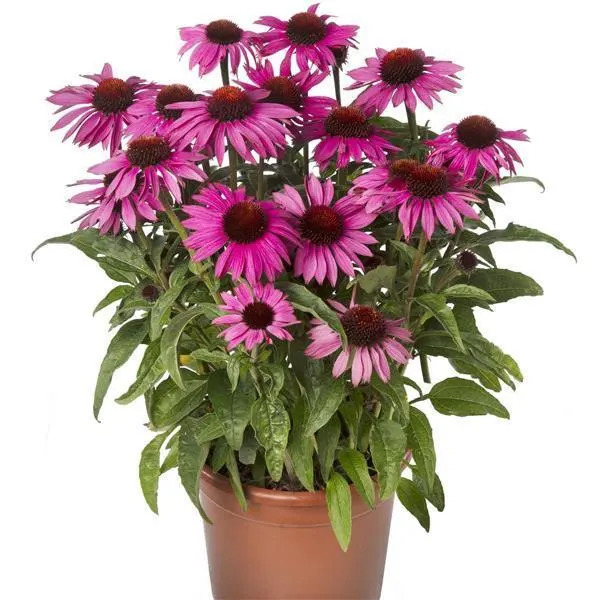 Care Guide to Compact Dark Rose Prairie Splendor Echinacea