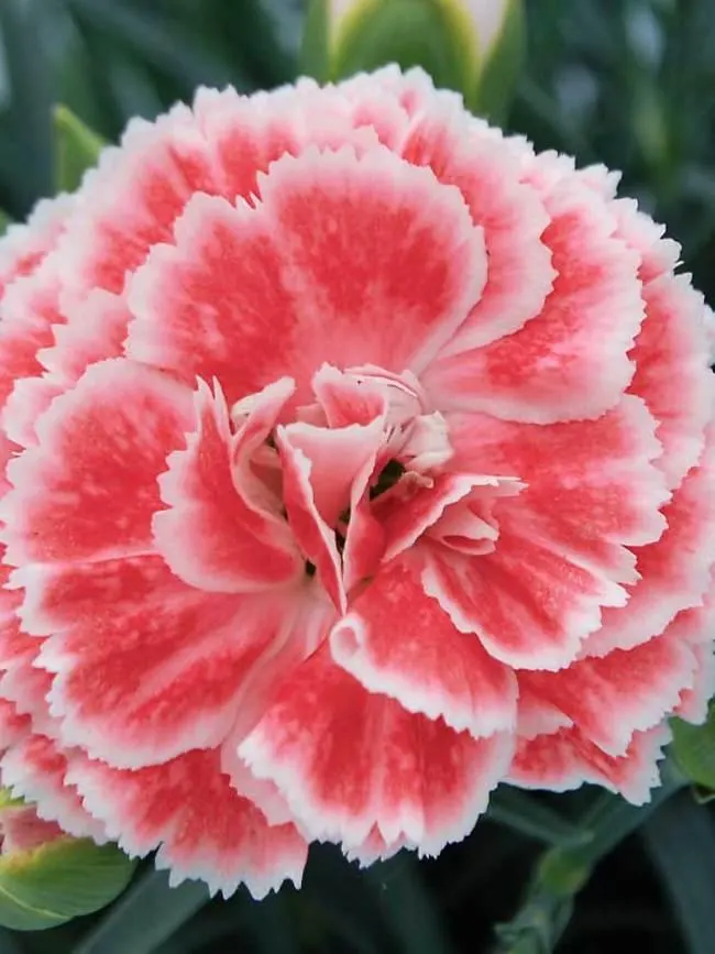 Care Guide to Coral Reef Dianthus (Dianthus hybrida ‘Coral Reef’)