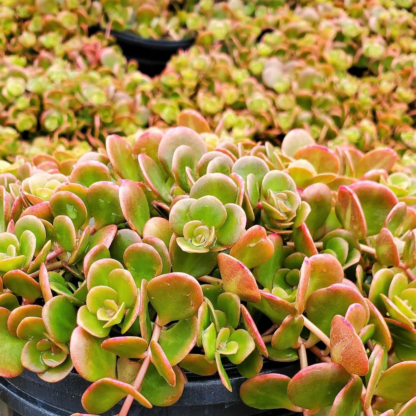 Care Guide to Coral Reef Sedum (Sedum spurium ‘Coral Reef’)