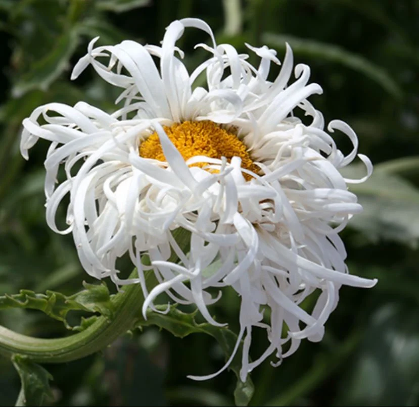 Care Guide to Crazy Daisy (Argyranthemum frutescens)