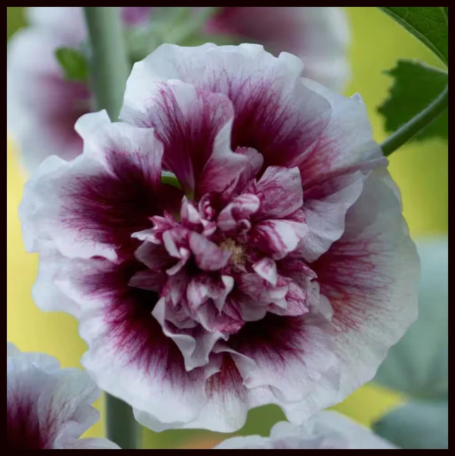 Care Guide to Creme de Cassis Hollyhock (Alcea rosea ‘Creme de Cassis’)