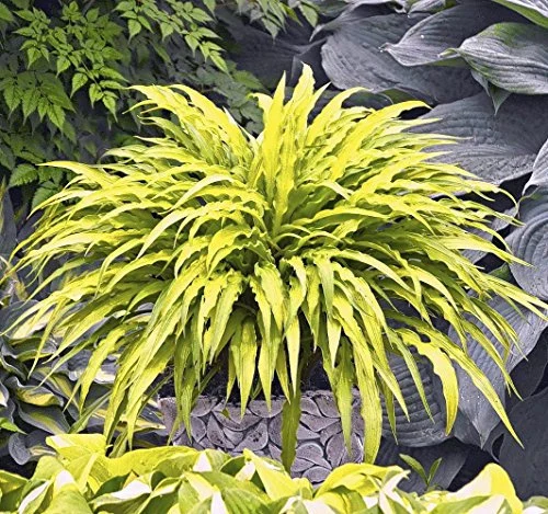 Care Guide to Curly Fries Hosta