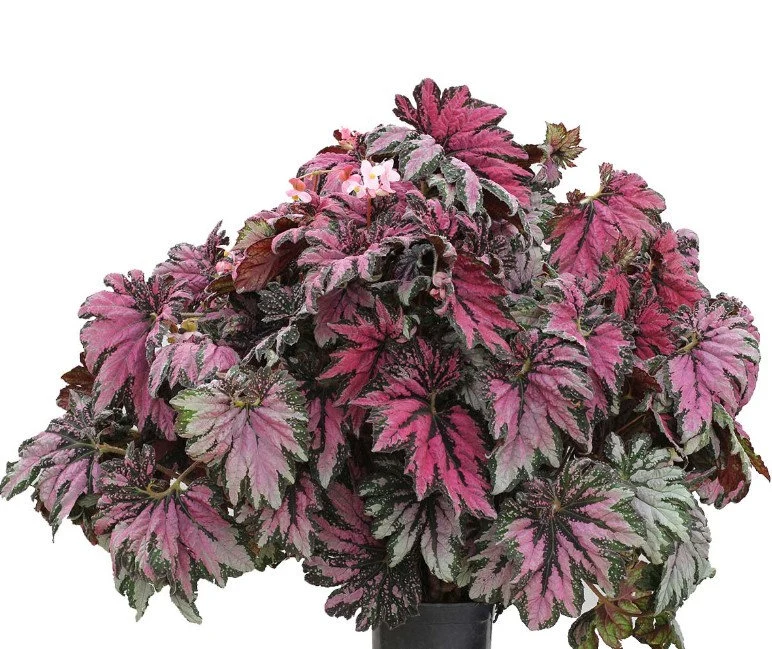 Care Guide for Dancing Peacock T-Rex Begonia