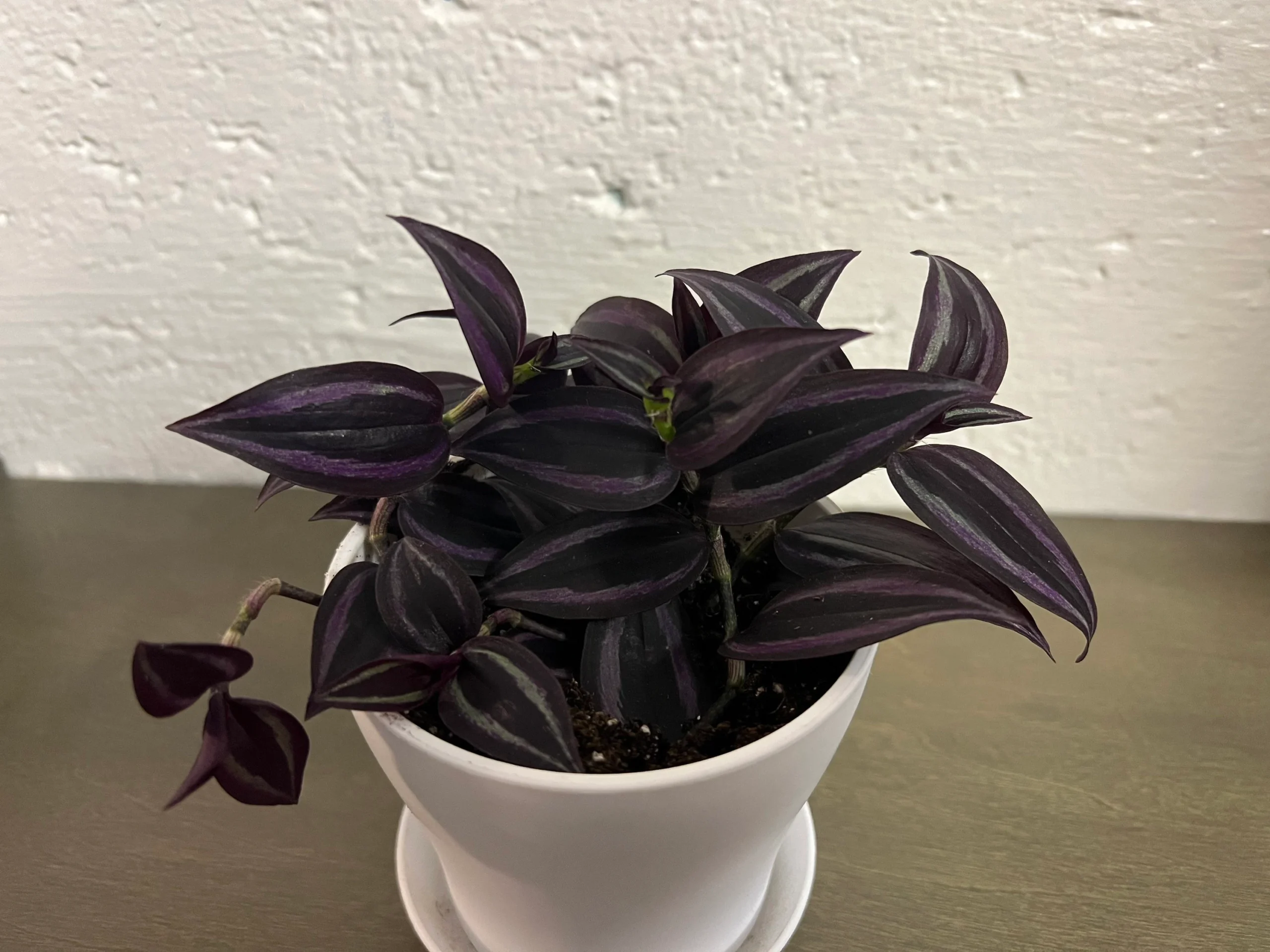 Dark Desire Tradescantia Care Guide