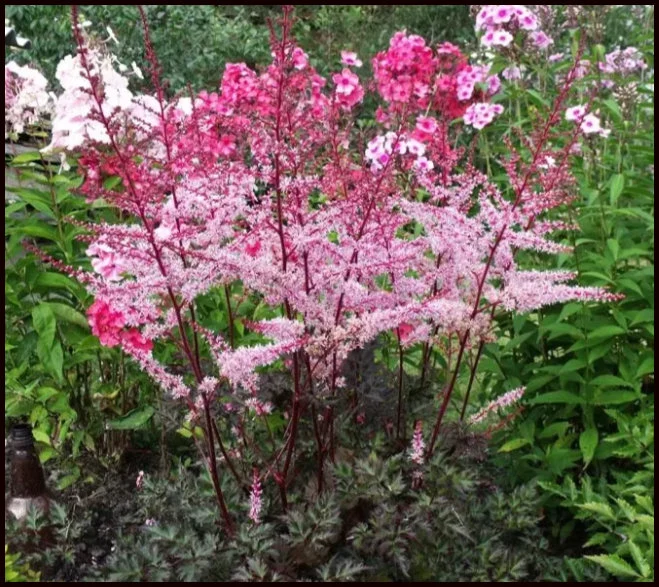 Delft Lace Astilbe: Growing and Care Guide