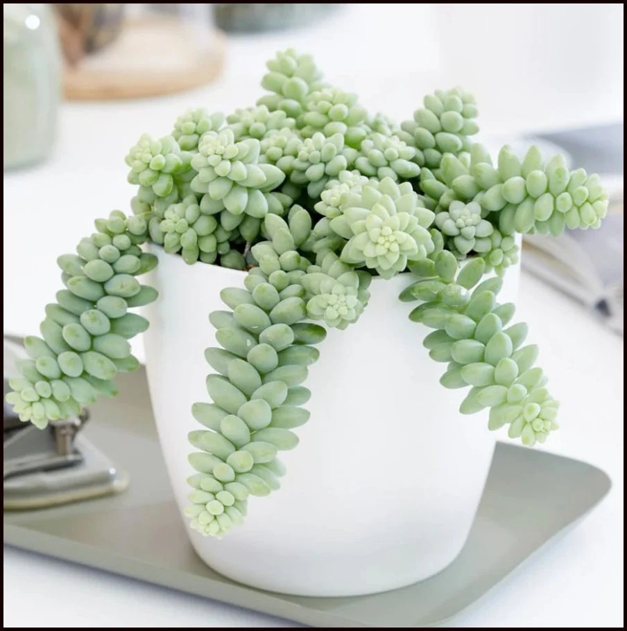 Donkey’s Tail Succulent: Growing and Care Guide