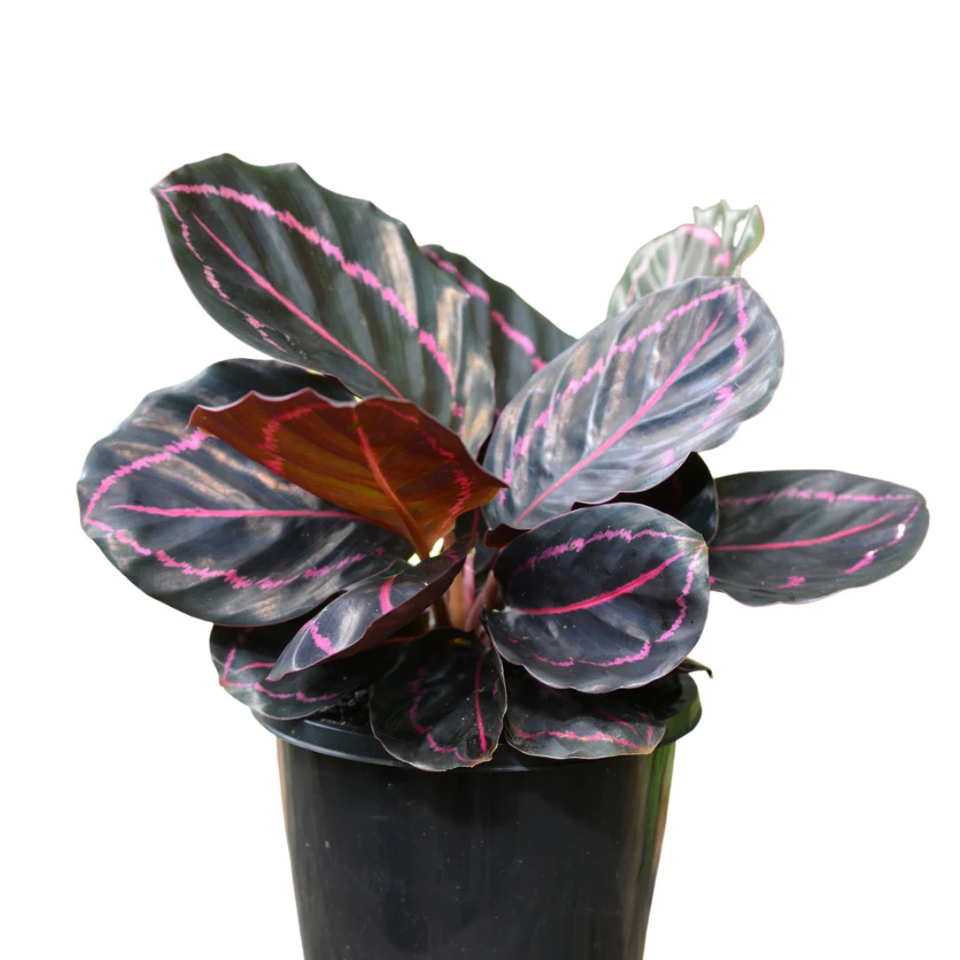 Dottie Calathea: Growing and Care Guide