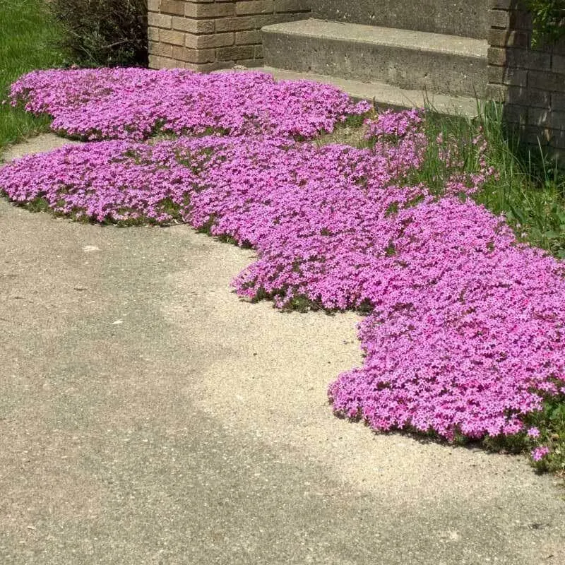 Drummond’s Pink Phlox: Growing and Care Guide