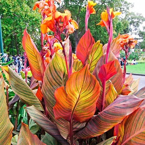 Care Guide for Durban Canna Lily