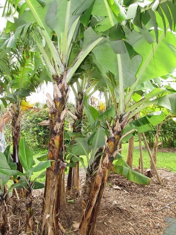 Care Guide for Dwarf Cavendish Banana Tree