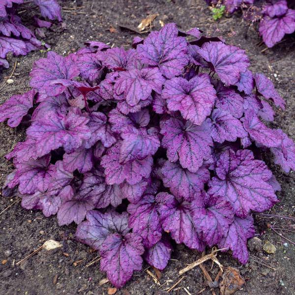 Electric Plum Heuchera Care Guide