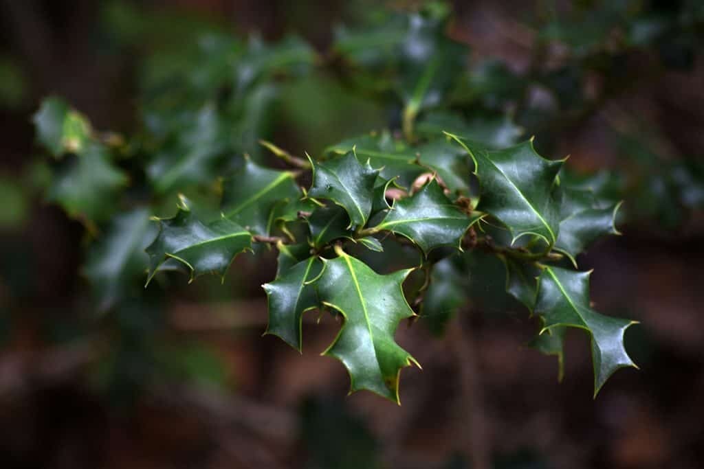 English Holly Plant Cuttings Care Guide