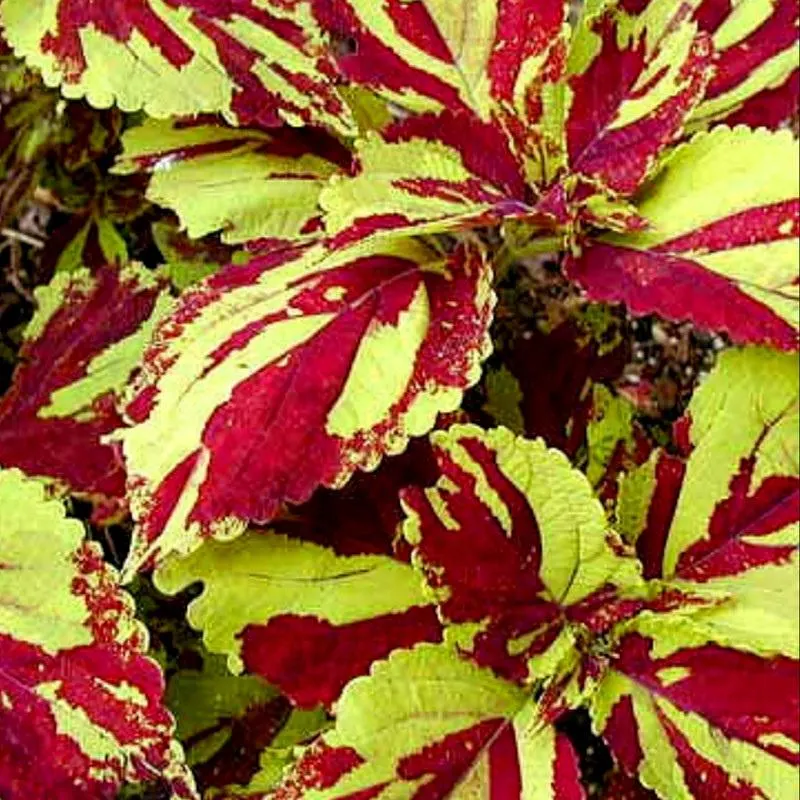 Fairway Mosaic Coleus Care Guide