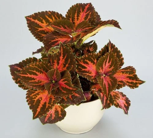 Festive Dance Coleus Care Guide