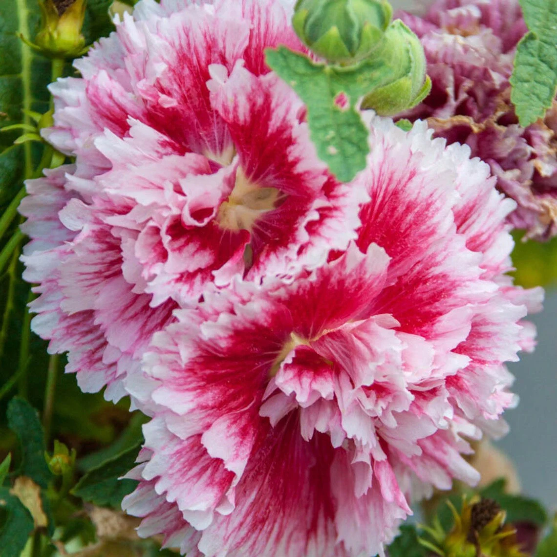 Fiesta Time Hollyhock Care Guide