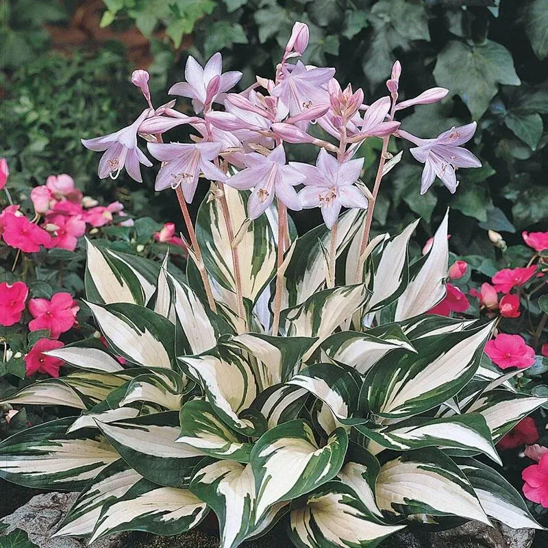 Fire and Ice Hosta Care Guide