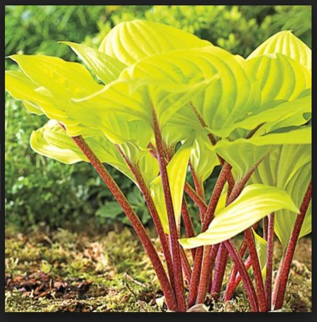 Fire Island Hosta Care Guide