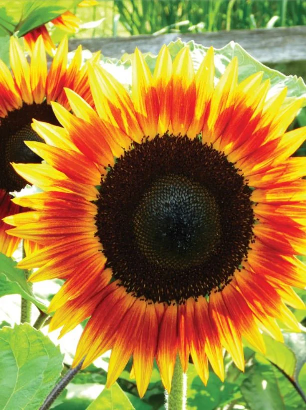 Firecracker Sunflower Seeds (Helianthus annuus ‘Firecracker’) Care Guide